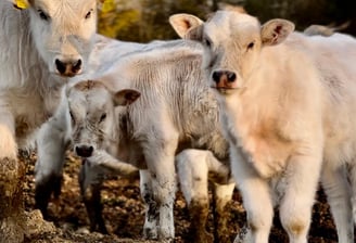 Cows and calves on an Emilia-Romagna farm, representing sustainable and local farming