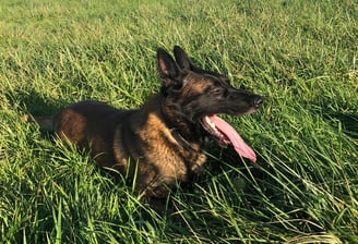 Cours d'éducation canine Tournevlle
