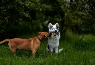 Doğada oyun oynayan iki köpek, sağlıklı ve mutlu anlar yaşıyor.