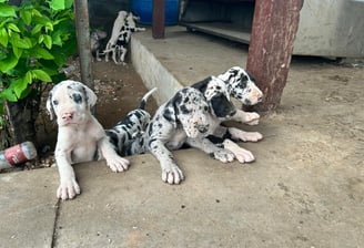 Dane Puppy