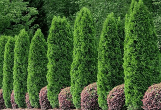Tropical Gardens Nursery