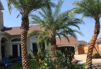 Tropical Gardens Nursery