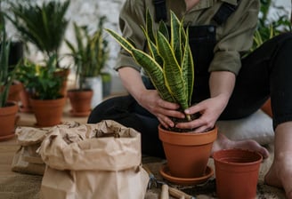 plantation fleurs