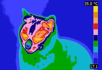 a thermal image of a cat