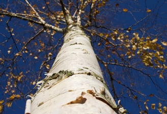 a tree trunk reaching high in the sky