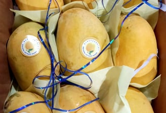 Mangoes available in Qatar