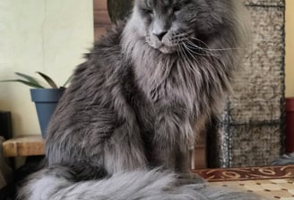 chat Mainecoon male