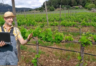 Assessoria Tècnica en vinyes a Mallorca