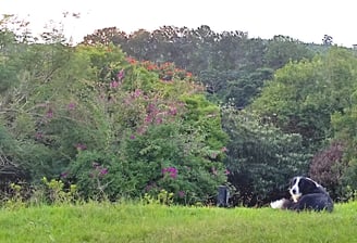 área verde