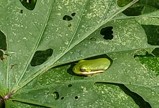 Photo of a green tree frog resting on a sweet potato leaf, framed by a hole created by insects