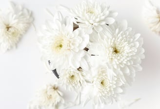 plano general de unos crisantemos blancos
