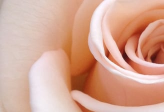 primer plano detalle de una rosa