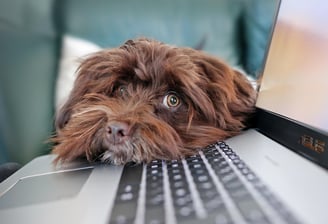 Dog on laptop at home office