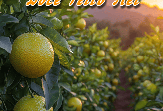 Um pomar repleto de laranjeiras carregadas com laranjas vistosas e prontas para colheita.