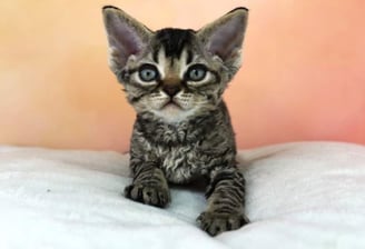 Chaton Devon Rex