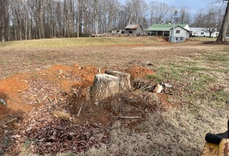 A (double) stump before actual grinding.