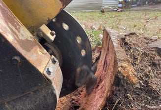 Mid-way through a cherry tree stump.