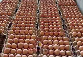 fresh table eggs for world egg market