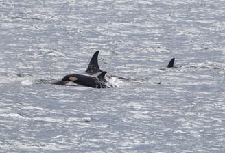 Killer whale calf in Andfjorden