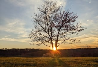 Farm field sunset start of something new