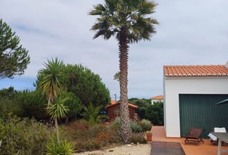 a palm tree in the foreground of a house