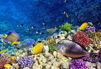 Properties in Port Ghalib Marsa Alam Egypt