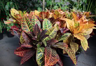 a potted plant with colorful leaves and flowers