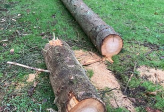 Cutting storm damagaed tree