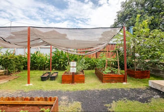 Raised farming beds for gardening and harvesting at Casa Candali farmstay.