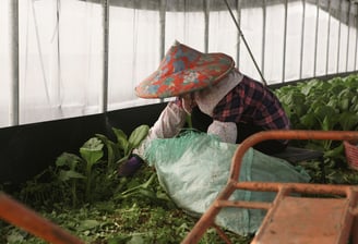 Agriculture and Poultry Farming