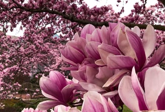 a tree with pink flowers in the background