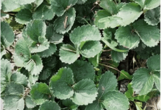 planta fresa después de ser tratada con Providencial
