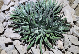 agave plant grown by Steve Sanchez