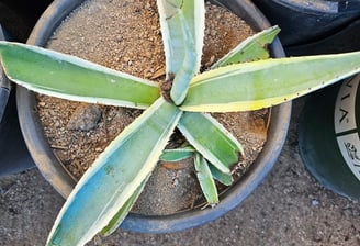 Young agave plant grown by Steve Sanchez