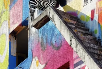 a zebra is standing on a ledge of a colourful graffiti building