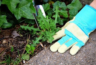 Désherbage de mauvaise herbe à l'aide de gants.