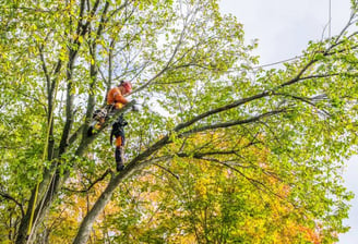 Homme en train d'élaguer un arbre.