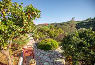 a red chair in a garden withorange trees