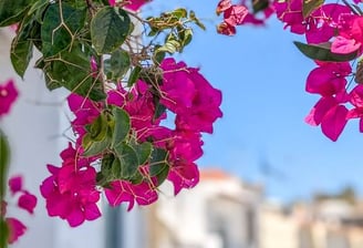a bunch of flowers that are on a street in Tavira