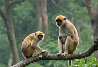monkey in tree