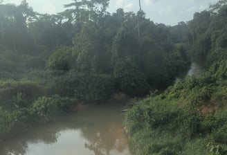 Lush verdant forest between Libreville and Franceville, Gabon