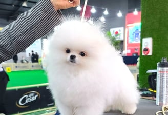 Cachorro Pomerania Blanco Federacion Canofila Mexicano