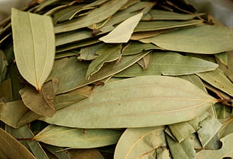 Premium Quality Tej Patta Supplier and Wholesaler in Siyaganj Indore – Sampurnaa Enterprises