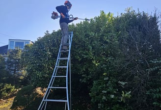 masterton hedge cutting