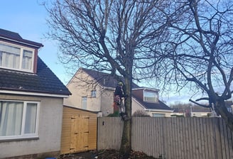 masterton tree surgery