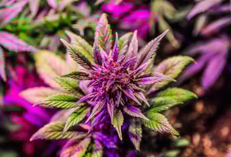Red/purple Cannabis Flower