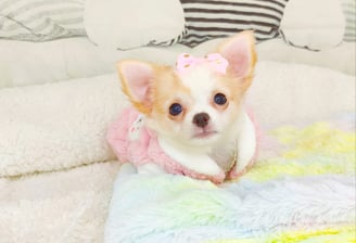 filhote de chihuahua branca de pelo longo focinho chocolate e olhos claros belo horizonte mg