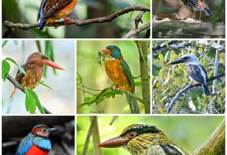 Tangkoko Birding Tour - Sulawesi birding tour