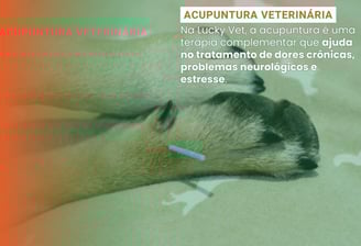 Acupuntura Veterinária é na Lucky Vet, Pet Shop e Clínica Vererinária na Zona Norte de São Paulo
