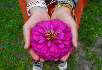 Steph holding large purple zinnia flower bloom in her palms